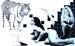 [thumbnail of tigerf1.jpg]